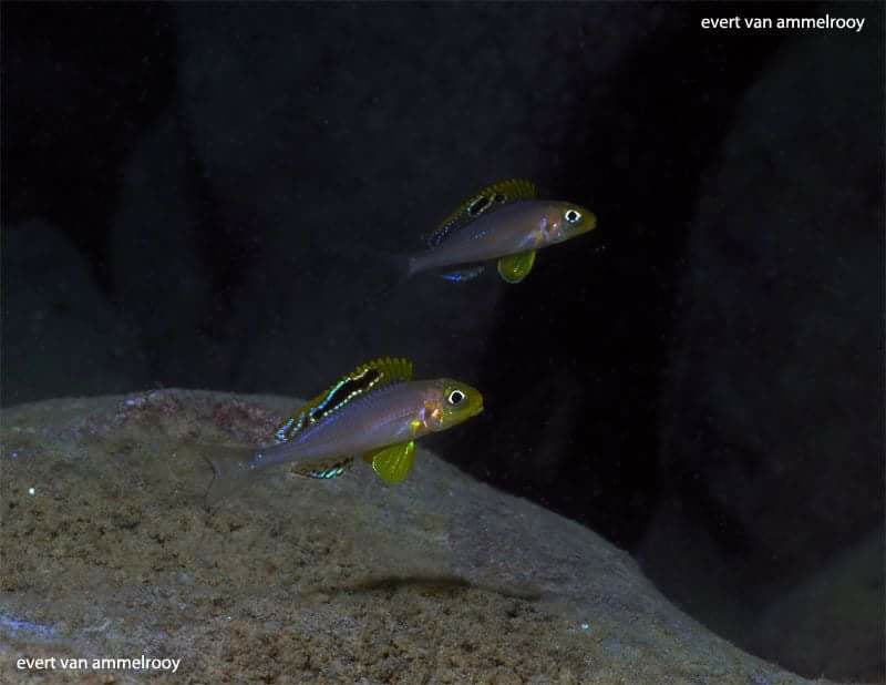 Xenotilapia sp. 'papilio sunflower' Isanga Bay
